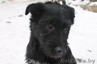 Щенулька в дар. Дарим счастье) - Изображение #1, Объявление #1048285