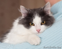 Пушистый котенок в дар! - Изображение #1, Объявление #1040825