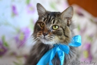 Шикарный молодой кот Феликс вдар!(кастрирован) - Изображение #2, Объявление #1044543