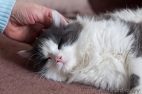 Пушистый котенок в дар! - Изображение #3, Объявление #1040825