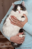 Пушистый котенок в дар! - Изображение #2, Объявление #1040825