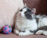 Пушистый котенок в дар! - Изображение #4, Объявление #1040825