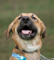 Топси - замечательная собака в дар - Изображение #2, Объявление #1031396