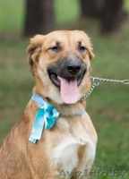 Топси - самая добрая собака в дар! - Изображение #2, Объявление #1043401