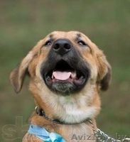 Топси - самая добрая собака в дар! - Изображение #1, Объявление #1043401