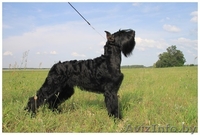 Щенки ризеншнауцера! - Изображение #1, Объявление #1036597