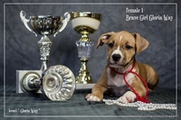 Американского Стаффордширского Терьера Девочки  - Изображение #4, Объявление #1046911