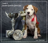 Американского Стаффордширского Терьера Девочки  - Изображение #5, Объявление #1046911