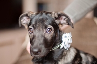 Зарина - чудесный щенок девочка в дар - Изображение #3, Объявление #1042314