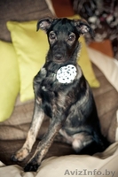 Зарина - чудесный щенок девочка в дар - Изображение #2, Объявление #1042314