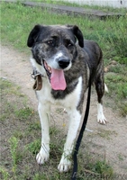 Молодой Боб в дар - Изображение #1, Объявление #1062050