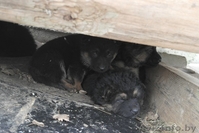 В дар щенки немецкой овчарки 2 мес - Изображение #5, Объявление #1056013