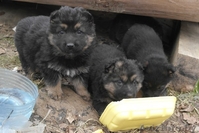 В дар щенки немецкой овчарки 2 мес - Изображение #3, Объявление #1056013