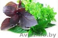 ЧПТУП "Свежая зелень" - Изображение #1, Объявление #1065320