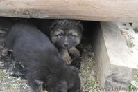 В дар щенки немецкой овчарки 2 мес - Изображение #1, Объявление #1056013