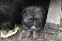 В дар щенки немецкой овчарки 2 мес - Изображение #4, Объявление #1056013