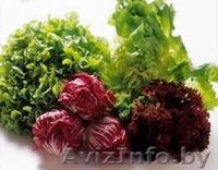 ЧПТУП "Свежая зелень" - Изображение #6, Объявление #1065320