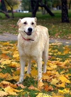 Деликатная собачка в дар - Изображение #4, Объявление #1062053