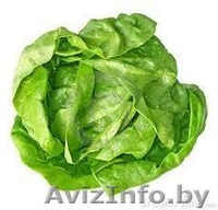 ЧПТУП "Свежая зелень" - Изображение #4, Объявление #1065320