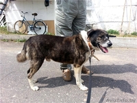 Молодой Боб в дар - Изображение #2, Объявление #1062050