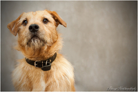 Рыжее счастье стучится в ваш дом - впустите его! - Изображение #2, Объявление #1063008