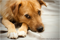 Молодой песик в дар - Изображение #1, Объявление #1062051