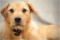 Рыжее счастье стучится в ваш дом - впустите его! - Изображение #5, Объявление #1063008