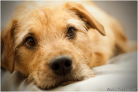 Рыжее счастье стучится в ваш дом - впустите его! - Изображение #4, Объявление #1063008