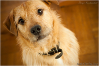 Рыжее счастье стучится в ваш дом - впустите его! - Изображение #1, Объявление #1063008