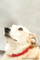 Деликатная собачка в дар - Изображение #3, Объявление #1062053