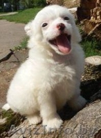Китайская хохлатая белые голый и пуховый щенки кобели - Изображение #3, Объявление #904611