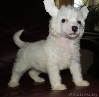 Китайская хохлатая белые голый и пуховый щенки кобели - Изображение #5, Объявление #904611