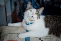 Молодой котик в дар(кастрирован) - Изображение #2, Объявление #1054373