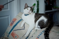 Молодой котик в дар(кастрирован) - Изображение #1, Объявление #1054373