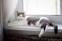 Молодой котик в дар(кастрирован) - Изображение #3, Объявление #1054373