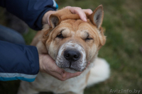 Лида-метис шарпея в добрые руки - Изображение #2, Объявление #1055955