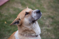 Лида-метис шарпея в добрые руки - Изображение #1, Объявление #1055955