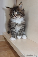 Питомник предлагает котят Мэйн Кун - Изображение #5, Объявление #423518