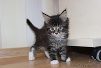 Питомник предлагает котят Мэйн Кун - Изображение #2, Объявление #423518