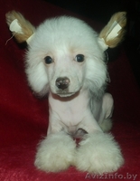 Китайская хохлатая белые голый и пуховый щенки кобели - Изображение #1, Объявление #904611