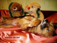 Жуля - нежная, трепетная, застенчивая подружка - в дар - Изображение #5, Объявление #1064949