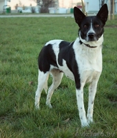 Джуля - собака для семьи в добрые руки - Изображение #1, Объявление #1066881