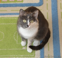 Кошка Алиса ищет семью - Изображение #1, Объявление #1070991