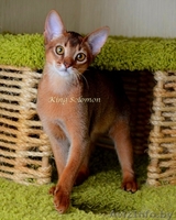 Абиссинская кошка-котенок - Изображение #3, Объявление #1072854