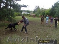 Курсы Инструкторов-дрессировщиков служебно-спортивных собак  - Изображение #8, Объявление #1070320