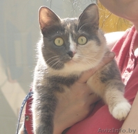 Кошка Алиса ищет семью - Изображение #2, Объявление #1070991