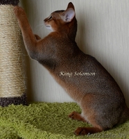 Абиссинская кошка-котенок - Изображение #2, Объявление #1072854