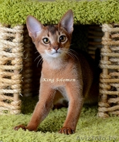 Абиссинская кошка-котенок - Изображение #1, Объявление #1072854