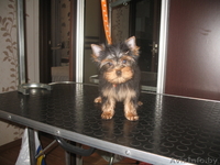 Щенки мини йорка (2 девочки) - Изображение #2, Объявление #1074040