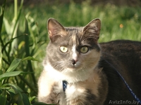 Кошка Алиса ищет семью - Изображение #3, Объявление #1070991